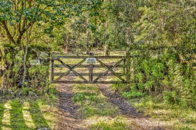 Acreage/Semi-rural Sold - NSW - Salisbury - 2420 - Secluded Riverfront Retreat  (Image 2)