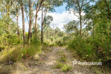 Residential Block Sold - VIC - McMahons Creek - 3799 - IDYLLIC SLICE OF AUSTRALIAN BUSHLAND  (Image 2)