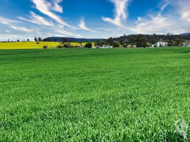 Mixed Farming For Sale - NSW - Gunnedah - 2380 - LOCATION + PRODUCTION + HOMESTEAD  (Image 2)