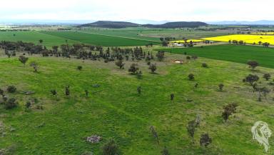 Mixed Farming For Sale - NSW - Gunnedah - 2380 - BEAUTIFUL GUNNEDAH PROPERTY WITH CROPS THROWN IN!  (Image 2)
