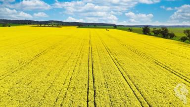 Mixed Farming For Sale - NSW - Gunnedah - 2380 - LOCATION + PRODUCTION + HOMESTEAD  (Image 2)