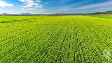 Mixed Farming For Sale - NSW - Gunnedah - 2380 - LOCATION + PRODUCTION + HOMESTEAD  (Image 2)