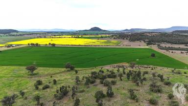 Mixed Farming For Sale - NSW - Gunnedah - 2380 - BEAUTIFUL GUNNEDAH PROPERTY WITH CROPS THROWN IN!  (Image 2)