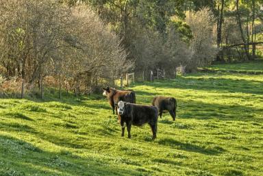 Cropping Sold - VIC - Warragul South - 3821 - OPPORTUNITY KNOCKS  (Image 2)