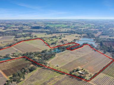 Mixed Farming For Sale - NSW - Young - 2594 - 90acs* On The Doorstep of Town With 3 Dwelling Entitlements + Vineyard  (Image 2)