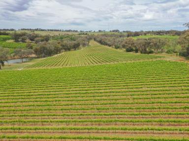 Mixed Farming For Sale - NSW - Young - 2594 - 90acs* On The Doorstep of Town With 3 Dwelling Entitlements + Vineyard  (Image 2)