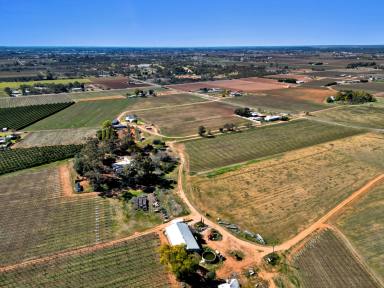 Viticulture For Sale - VIC - Red Cliffs - 3496 - 20 Acres Vineyard (approx.)  (Image 2)