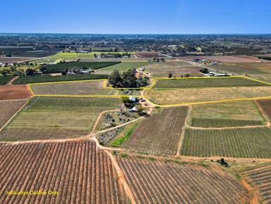 Viticulture For Sale - VIC - Red Cliffs - 3496 - 2 Vineyards side by side  (Image 2)