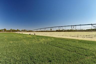 Mixed Farming For Sale - QLD - Orange Creek - 4715 - Biloela Irrigation & Grazing  (Image 2)