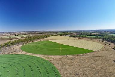 Mixed Farming For Sale - QLD - Orange Creek - 4715 - Biloela Irrigation & Grazing  (Image 2)