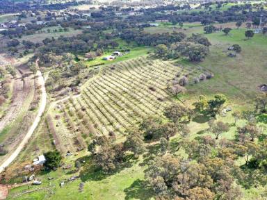 Residential Block For Sale - NSW - Young - 2594 - 3.6 Ha On The Edge of Young  (Image 2)