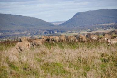 Mixed Farming For Sale - NSW - Wirrimah - 2803 - Presenting “Hilton Park”. A mixed farming asset  (Image 2)