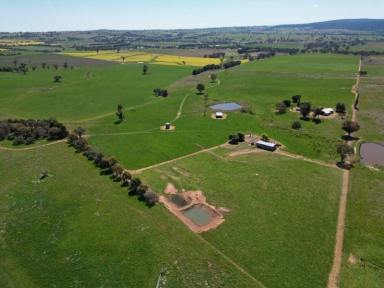 Mixed Farming For Sale - NSW - Wirrimah - 2803 - Presenting “Hilton Park”. A mixed farming asset  (Image 2)