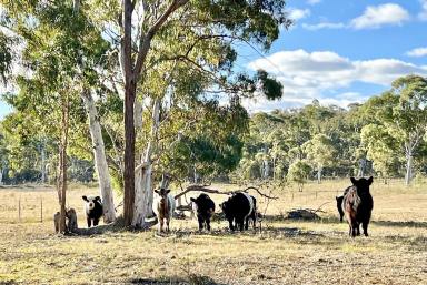 Livestock For Sale - NSW - Windellama - 2580 - 200 Acres with Dwelling Entitlement To Build, Lifestyle Property with Grazing, Mostly level, Road Front, Power & Dams. Just Beautiful.  (Image 2)