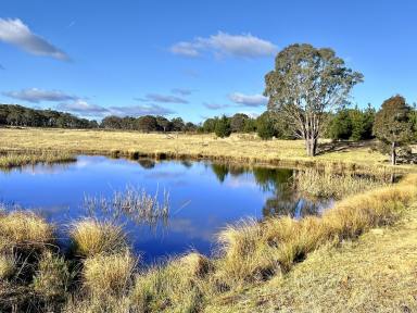 Livestock For Sale - NSW - Windellama - 2580 - 200 Acres with Dwelling Entitlement To Build, Lifestyle Property with Grazing, Mostly level, Road Front, Power & Dams. Just Beautiful.  (Image 2)