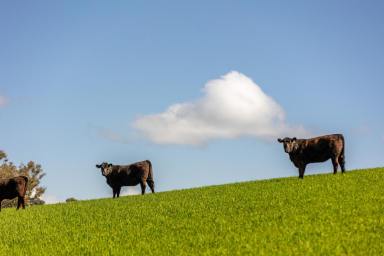 Mixed Farming Auction - NSW - Wagga Wagga - 2650 - Adjoining properties offered as a whole or in two  (Image 2)