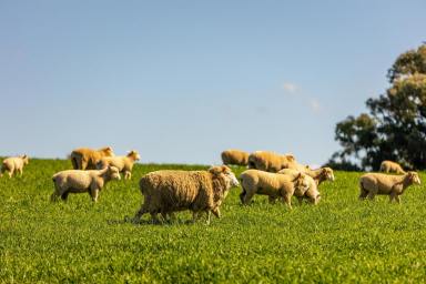 Mixed Farming Auction - NSW - Wagga Wagga - 2650 - Adjoining properties offered as a whole or in two  (Image 2)