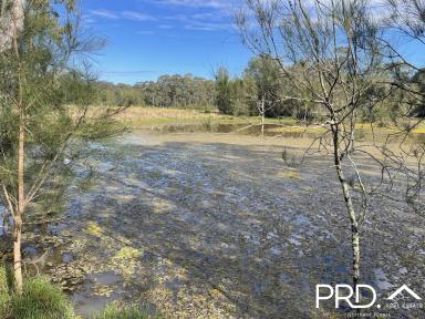 Other (Rural) For Sale - NSW - Yorklea - 2470 - 185+ Fertile Acres  (Image 2)