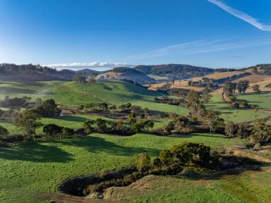 Dairy Auction - NSW - Megan - 2453 - High Rainfall, High Performance, High Profits  (Image 2)