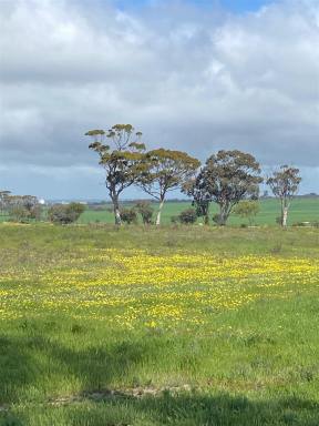 Mixed Farming Sold - WA - Merredin - 6415 - HISTORIC WHEATBELT COUNTRY ESCAPE  (Image 2)