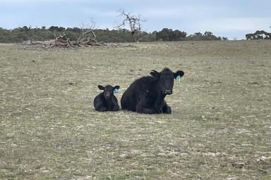 Other (Rural) For Sale - SA - Lameroo - 5302 - NARCUNDA - Warm Grazing Country  (Image 2)