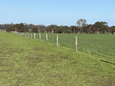 Cropping Sold - SA - Mundulla West - 5270 - Prime Mundulla Land  (Image 2)