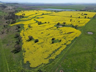 Mixed Farming For Sale - NSW - Breeza - 2381 - Liverpool Plains Cropping & Grazing  (Image 2)