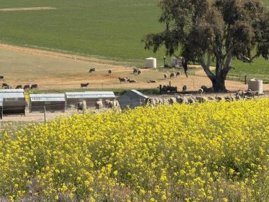 Other (Rural) For Sale - WA - Dangin - 6383 - Prime Agricultural Land on Quairading South Rd, Dangin 646ha(1595acres) (Image 2)