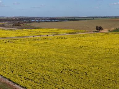 Other (Rural) For Sale - WA - Dangin - 6383 - Prime Agricultural Land on Quairading South Rd, Dangin 646ha(1595acres) (Image 2)