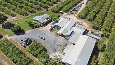 Horticulture For Sale - QLD - Dimbulah - 4872 - EXPRESSIONS OF INTEREST - FRUIT ORCHARD  (Image 2)