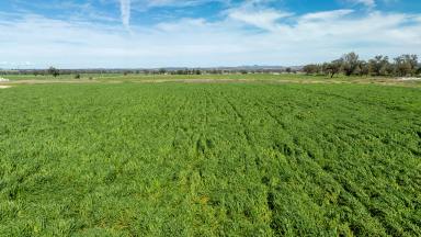 Mixed Farming For Sale - NSW - Tamworth - 2340 - PRODUCTION AND LIFESTYLE WITH ITS OWN REGISTERED AIRSTRIP!  (Image 2)