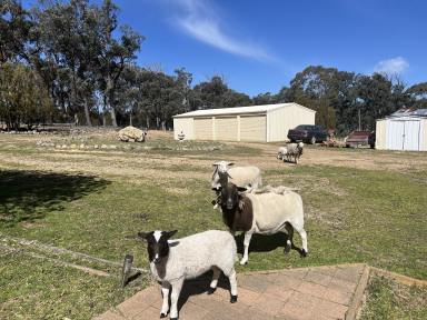 Acreage/Semi-rural For Sale - NSW - Bungonia - 2580 - 25 acres, Mountain & Valley Views, 3 BR Cottage, Triple Garage/Workshop, Power, Studio, Perfect Lifestyle Property.  (Image 2)