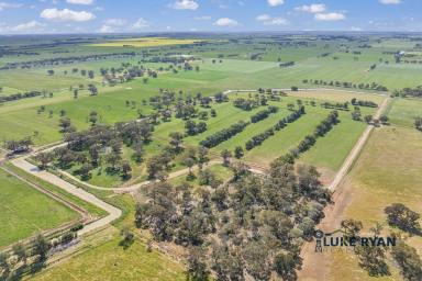 Dairy For Sale - VIC - Kotta - 3565 - MAGNIFICENT DAIRY FARM AND COMPREHENSIVE SHEDDING ON 263 ACRES  (Image 2)