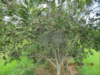 Horticulture For Sale - QLD - Welcome Creek - 4670 - Macadamia Farm on 47.73 hectares with 14,500 mac trees  (Image 2)