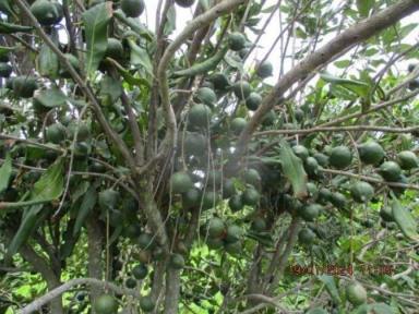 Horticulture For Sale - QLD - Welcome Creek - 4670 - Macadamia Farm on 47.73 hectares with 14,500 mac trees  (Image 2)