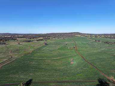 Mixed Farming For Sale - NSW - Ashford - 2361 - Rosehill Aggregation  (Image 2)