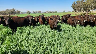 Mixed Farming For Sale - NSW - Ashford - 2361 - Rosehill Aggregation  (Image 2)