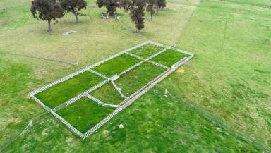 Livestock For Sale - NSW - Binda - 2583 - Darlington  (Image 2)