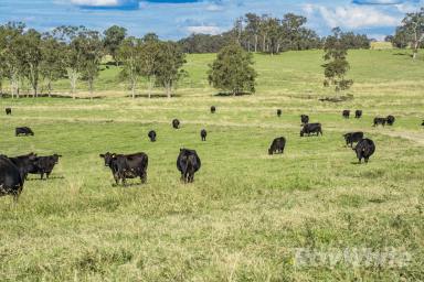 Other (Rural) Sold - NSW - Dungog - 2420 - Position and production to perfection at Pilchers  (Image 2)