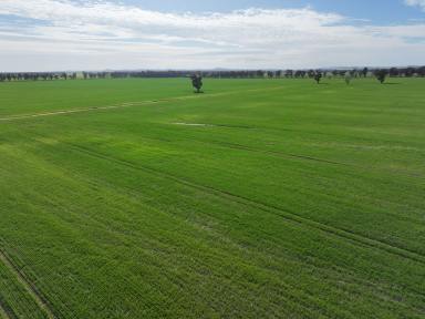 Mixed Farming For Sale - NSW - Quandary - 2665 - Very Productive Smaller Farm Suitable For A Younger Farmer  (Image 2)