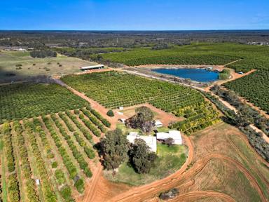 Cropping For Sale - VIC - Colignan - 3494 - Prime Citrus Farm Opportunity  (Image 2)