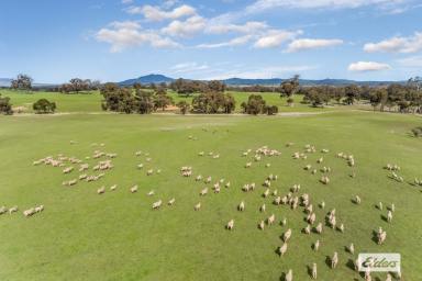 Mixed Farming For Sale - VIC - Crowlands - 3377 - 'Bates & 'Bald Hill' 820 Acres - Productive Grazing  (Image 2)