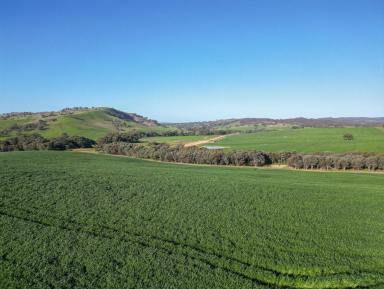 Mixed Farming For Sale - NSW - Pulletop - 2650 - Riverina Production Powerhouse with Carbon opportunities  (Image 2)