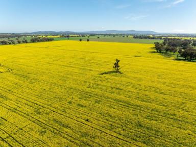 Mixed Farming For Sale - NSW - Young - 2594 - For Sale For The First Time Since 1861  (Image 2)