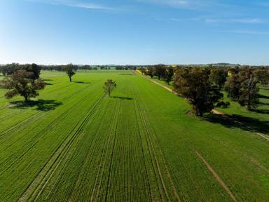 Mixed Farming For Sale - NSW - Young - 2594 - For Sale For The First Time Since 1861  (Image 2)