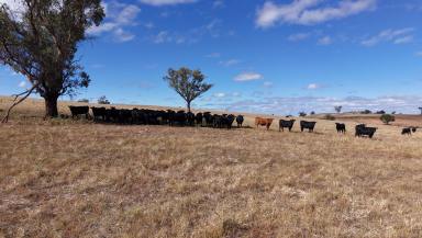 Mixed Farming For Sale - NSW - Cowra - 2794 - Agricultural Pursuits Meets Lifestyle Potential  (Image 2)