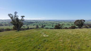 Mixed Farming For Sale - NSW - Cowra - 2794 - Views, Water, Soil & Location  (Image 2)