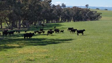 Mixed Farming For Sale - NSW - Cowra - 2794 - Views, Water, Soil & Location  (Image 2)