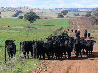 Mixed Farming For Sale - NSW - Cowra - 2794 - Location, Soil & Rainfall  (Image 2)