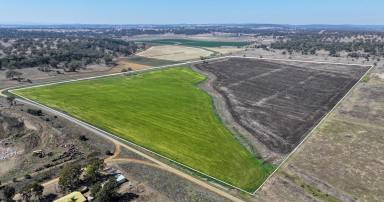 Cropping Sold - QLD - Aubigny - 4401 - Centrally located 80* productive acres  (Image 2)